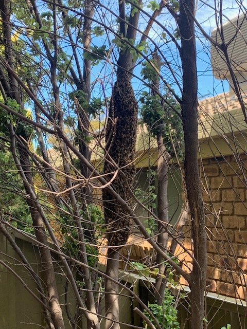 Swarm photo